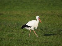 06-12-2014 Storch bei Koerzin-01